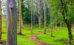 Gökkuşağı Okaliptüs Ağacının Psikedelik Renklerle Çizgili Olmasının İlginç Sebebi