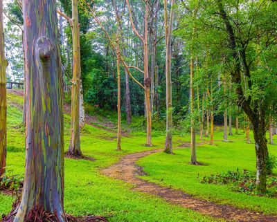 Gökkuşağı Okaliptüs Ağacının Psikedelik Renklerle Çizgili Olmasının İlginç Sebebi