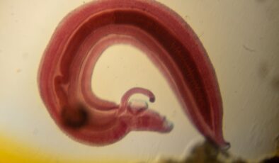 Neden Birçok Hayvan Kendi C Vitaminini Üretebilir Ama Siz Yapamazsınız?