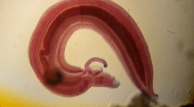 Neden Birçok Hayvan Kendi C Vitaminini Üretebilir Ama Siz Yapamazsınız?