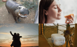 Su Aygırı Doğum Günü Partileri, Tombul Yanaklı Dinozorlar ve Solunum Cihazı Olan Bir Zürafa: 2025’in En Sağlıklı Bilim Hikayeleri