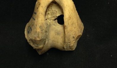 Antik Kurtlar 5000 Yıl Önce Bu Uzak Adaya Nasıl Geldiler?