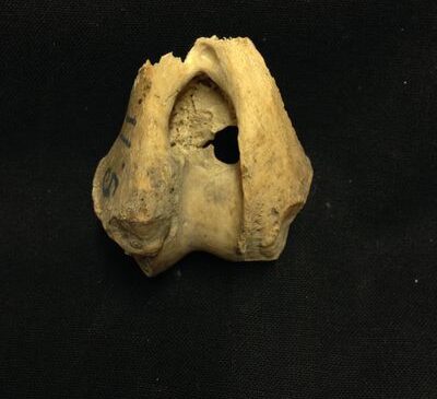 Antik Kurtlar 5000 Yıl Önce Bu Uzak Adaya Nasıl Geldiler?