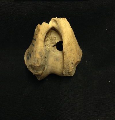 Antik Kurtlar 5000 Yıl Önce Bu Uzak Adaya Nasıl Geldiler?