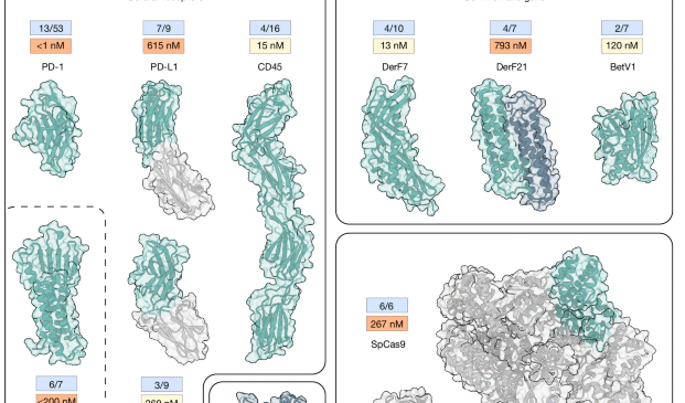 BindCraft ile fonksiyonel protein bağlayıcıların tek seferde tasarımı