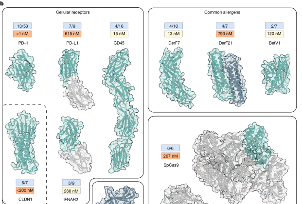 BindCraft ile fonksiyonel protein bağlayıcıların tek seferde tasarımı