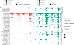 Sülfit oksidasyonuna bağlı mikrobiyal demir oksit solunumu