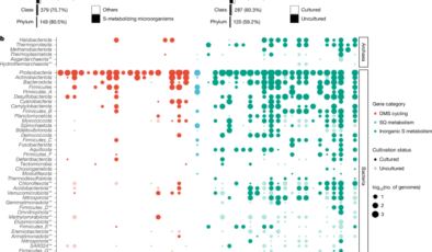 Sülfit oksidasyonuna bağlı mikrobiyal demir oksit solunumu