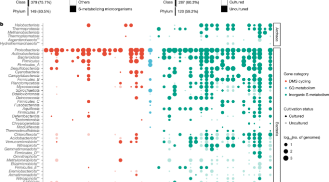Sülfit oksidasyonuna bağlı mikrobiyal demir oksit solunumu