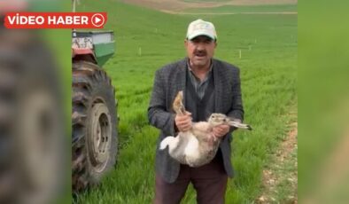 Diyarbakır: Gebe tavşanı kurtardı, avcılara seslendi