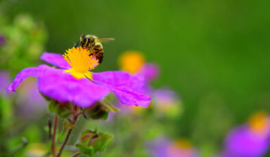 Arıların genetiğini bozan gizli tehlike