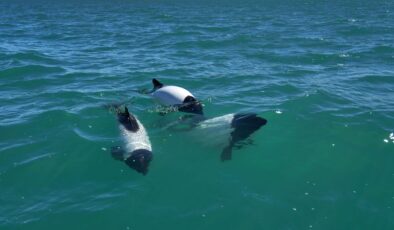 Büyülü Videoda Yüzerken ve Oynarken Görüntülenen Sevimli “Kokarca” Yunusları İzleyin