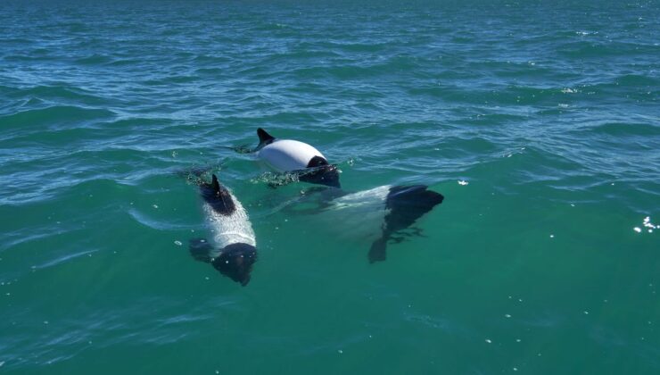 Büyülü Videoda Yüzerken ve Oynarken Görüntülenen Sevimli “Kokarca” Yunusları İzleyin