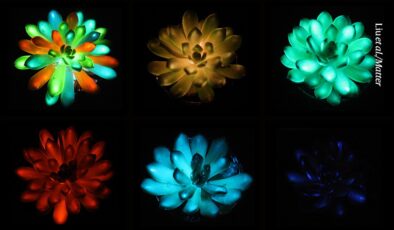 Karanlıkta parlayan ev bitkileri gökkuşağı renklerinde parlıyor