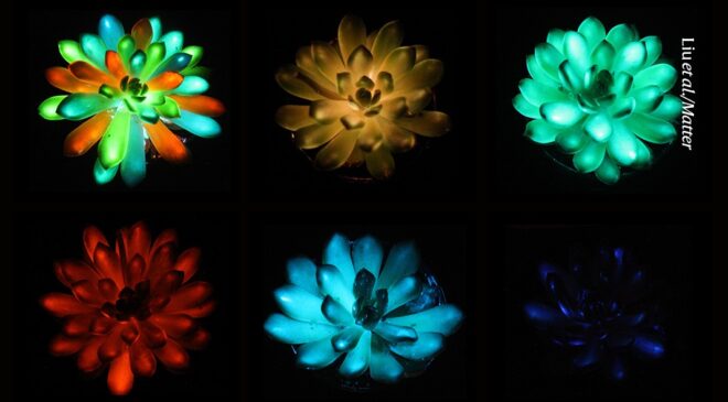 Karanlıkta parlayan ev bitkileri gökkuşağı renklerinde parlıyor