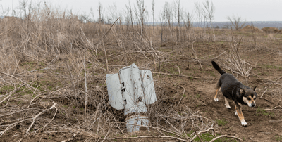 Sokak Köpeklerinin Doğal Seçimi Ukrayna’daki Savaştan Etkileniyor