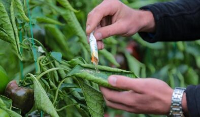 Orman zararlılarıyla mücadelede 1 milyondan fazla faydalı organizma üretildi