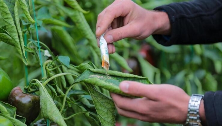 Orman zararlılarıyla mücadelede 1 milyondan fazla faydalı organizma üretildi