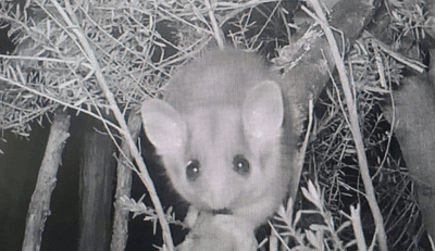 Opossum Romantizmi Bu Sevimli “Orman Perilerini” Yok Olmanın Eşiğinden Kurtarabilir