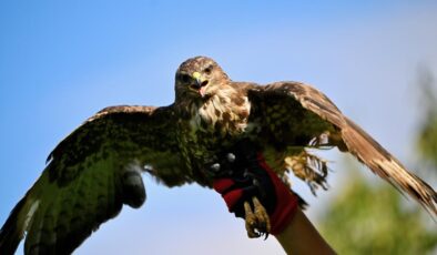 Şahin’e zorla alkol içiren kişiye, hayvanlara işkenceden hapis cezası