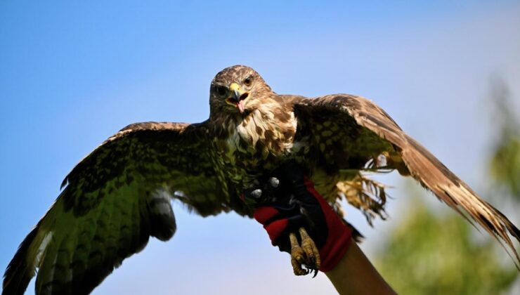 Şahin’e zorla alkol içiren kişiye, hayvanlara işkenceden hapis cezası