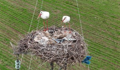Diyarbakır’da göçmen leyleklerin dönüşü