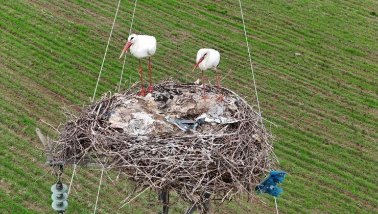 Diyarbakır’da göçmen leyleklerin dönüşü