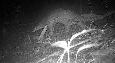 Güreş Ayıları ve Pangolin “Taksi”: İnanılmaz Görüntüler, Annamite Dağlarındaki Nadir Türlerin Sayısını Ortaya Çıkarıyor