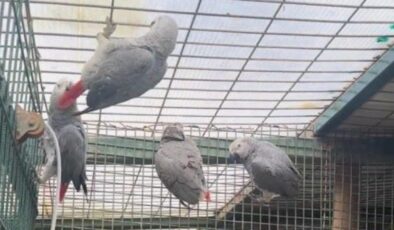 İstanbul Havalimanı’nda 20 papağan ele geçirildi