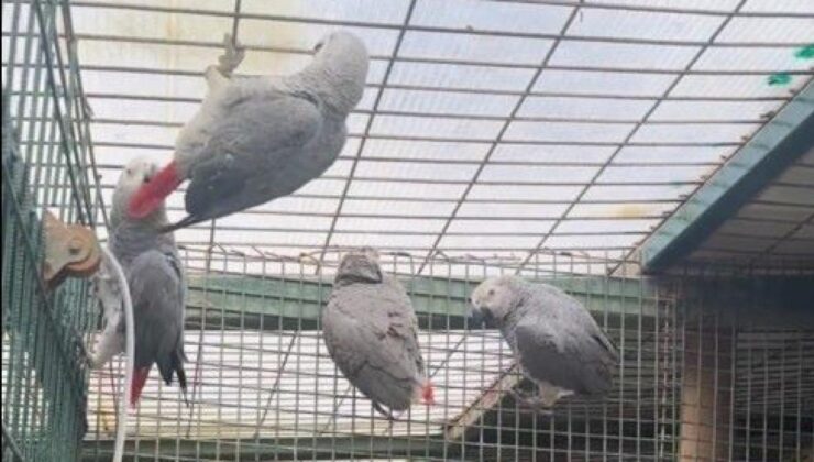 İstanbul Havalimanı’nda 20 papağan ele geçirildi