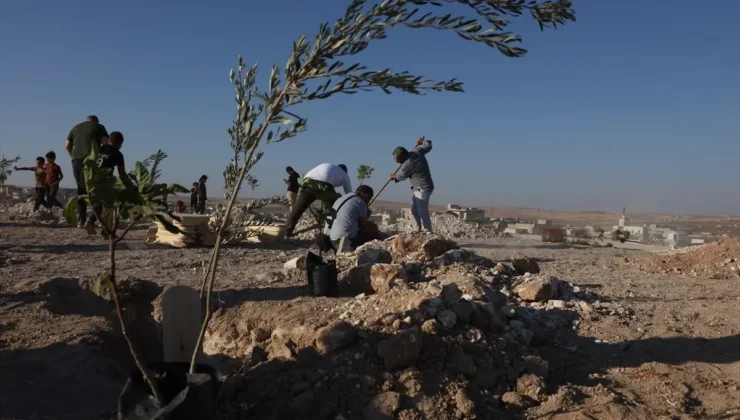 Suriye’de kayıplar için incir fidanları dikildi