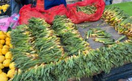 Diyarbakır’da Gulik, pazara indi