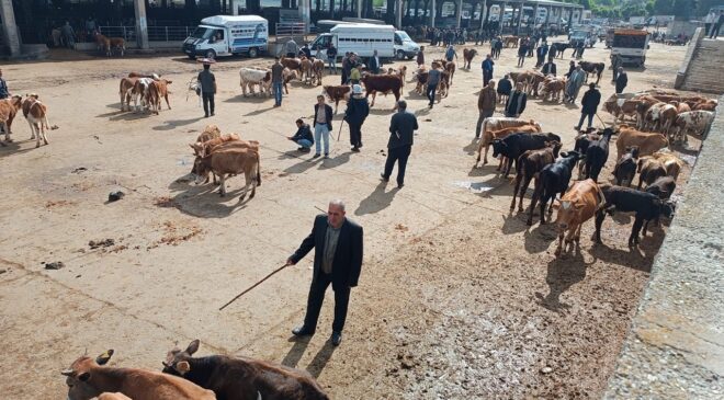 Diyarbakır’da kurban hazırlığı: Vekaletle kurban bedeline zam