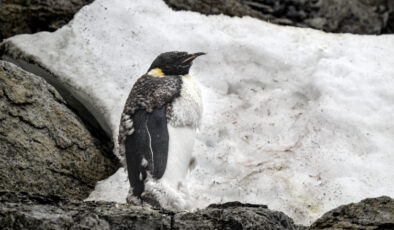Antarktika’nın simge türleri yok olma eşiğinde