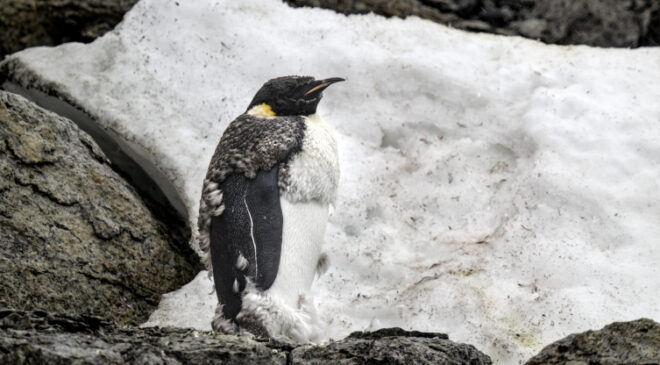 Antarktika’nın simge türleri yok olma eşiğinde