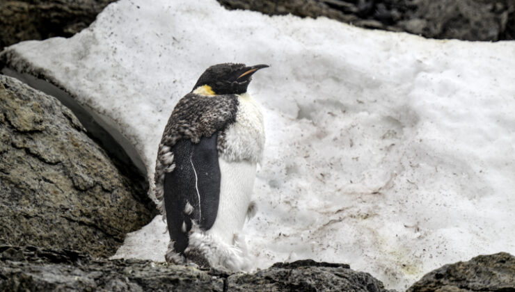 Antarktika’nın simge türleri yok olma eşiğinde