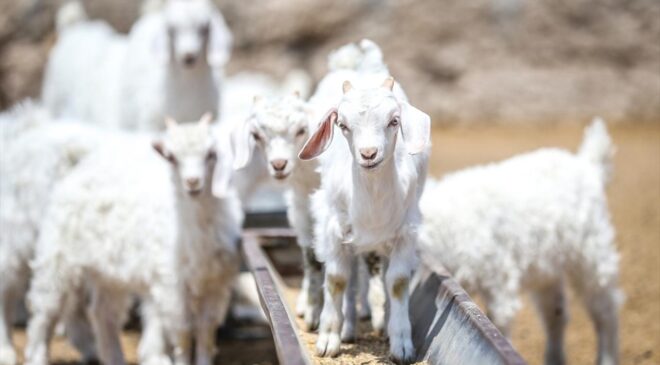 Islah projeleriyle yerli keçi ırklarında sayı artıyor
