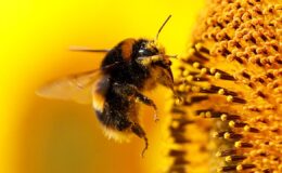 Araştırma: Arılar gerçekten sayı sayabiliyor