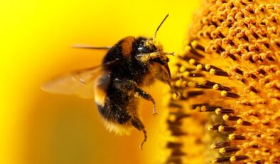 Araştırma: Arılar gerçekten sayı sayabiliyor