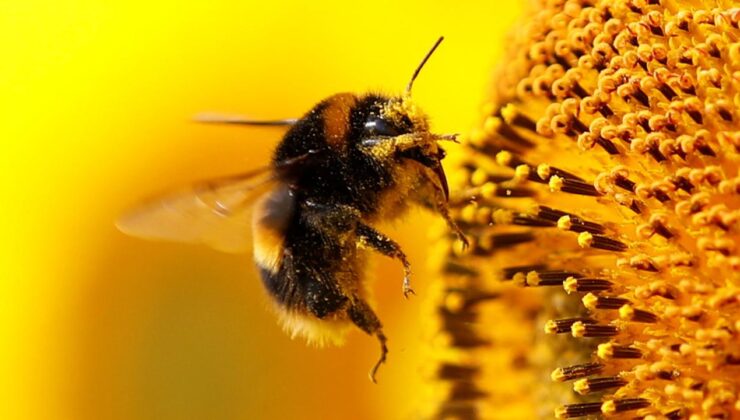 Araştırma: Arılar gerçekten sayı sayabiliyor