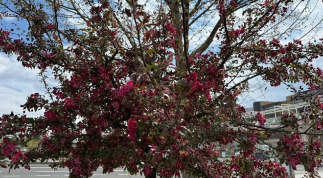 Diyarbakır sıcakları başlıyor: Müjdeyi verdiler