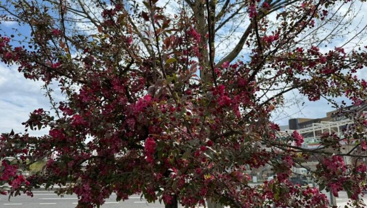 Diyarbakır sıcakları başlıyor: Müjdeyi verdiler