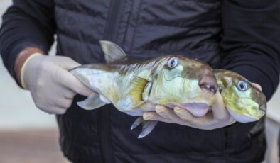 Bakanlığın teşvikleriyle 50 milyon balon balığının ekosisteme girişi engellendi