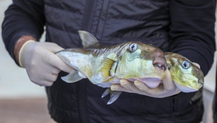 Bakanlığın teşvikleriyle 50 milyon balon balığının ekosisteme girişi engellendi