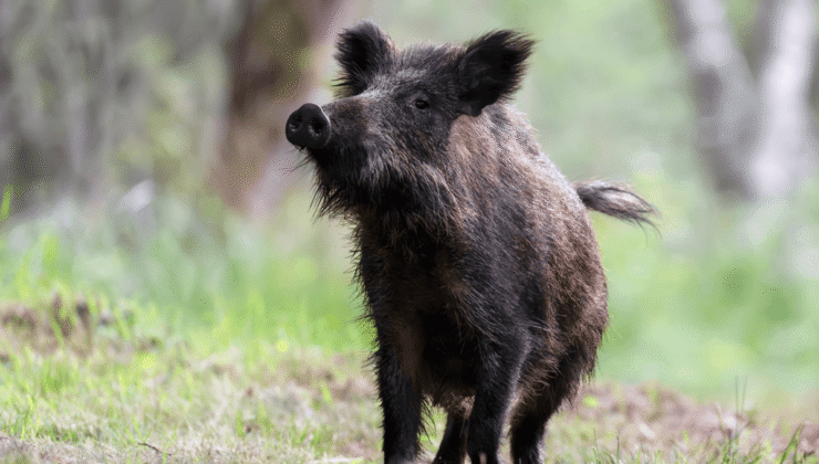 Fukushima Felaketinden Sonra Domuz-Yaban Domuzu Melezleri “Olağandışı Büyük Hibritleşme Olayında” Patladı ve Patladı