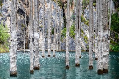 Kaindy Gölü: Tian Shan Dağlarındaki Ürkütücü Sualtı Ormanı