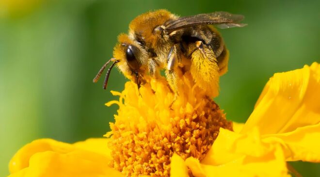 Doğrulama! Arılar Akıllıdır ve Sonuçta Matematik Yapabilirler, Yeni Araştırma ısrar ediyor