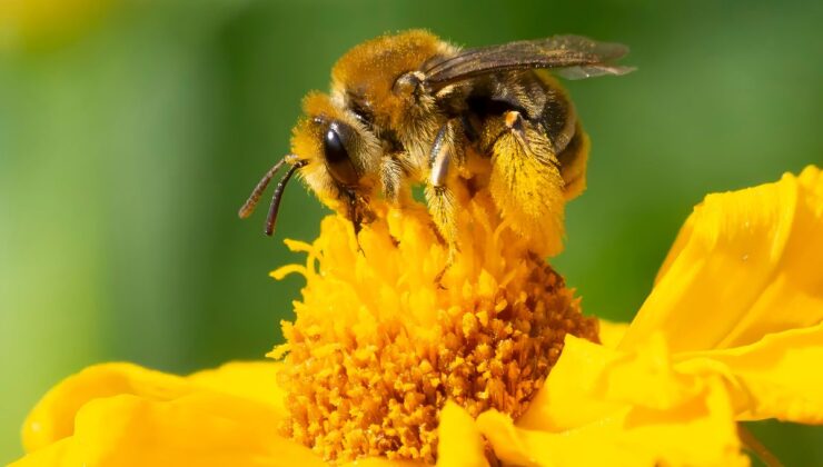 Doğrulama! Arılar Akıllıdır ve Sonuçta Matematik Yapabilirler, Yeni Araştırma ısrar ediyor