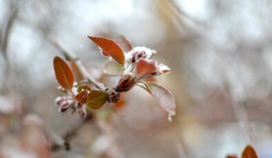 Doğu Karadeniz için zirai don uyarısı