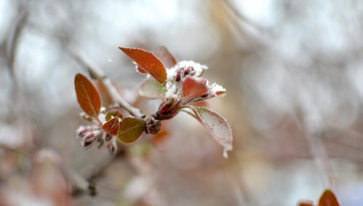 Doğu Karadeniz için zirai don uyarısı